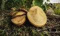 A Cluster of Xerocomus subtomentosus Mushrooms