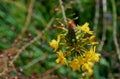 Orange Stalked Bulbine, Bulbine frutescens 'Orange'