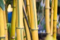 Cluster of yellow Asia bamboo tree body bamboo