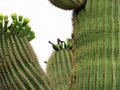 Saguaro cactus blooms, Arizona