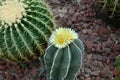 cluster of yellow cactus floers blossoms Royalty Free Stock Photo