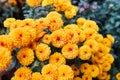 Cluster of yellow chrysanthemum flowers growing outdoors. Royalty Free Stock Photo
