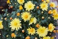 Cluster of yellow chrysanthemum flowers growing outdoors. Royalty Free Stock Photo