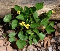 A cluster of yellow flowers and green leaves of downy yellow violet in a spring forest.