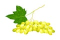 Cluster of Yellow Grape with Ellipsoid Berries Vector Illustration