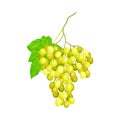 Cluster of Yellow Grape with Ellipsoid Berries Vector Illustration