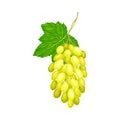 Cluster of Yellow Grape with Ellipsoid Berries Vector Illustration