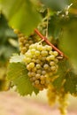 Yellow grapes in the vineyard