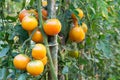 Cluster of yellow mandarin variety tomatoes on stem in garden Royalty Free Stock Photo
