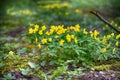 Cluster of yellow marsh marigold flowers growing in a forest Royalty Free Stock Photo