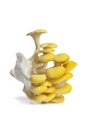 Cluster of yellow oyster mushrooms
