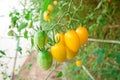 Cluster yellow tomato