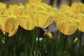 A cluster of yellow tulip flowers in the garden Royalty Free Stock Photo