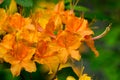 Cluster of Yellowish Orange Flame Azalea Flowers Royalty Free Stock Photo
