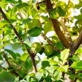 Cluster of young apple fruits on tree branch with green foliage early Spring at homestead garden fruit orchard near Dallas, Texas Royalty Free Stock Photo