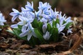 Cluster of a young blue scillas Royalty Free Stock Photo