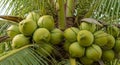 Cluster of Young Green Coconuts Growing on a Palm Tree with Fronds tropical Royalty Free Stock Photo
