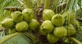 Cluster Of Young Green Coconuts Growing On A Palm Tree young coconuts coconut tree Royalty Free Stock Photo