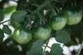 Young green tomatoes growing on their vine Royalty Free Stock Photo