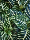 Cluster of Zebra Plant Leaves aphelandra Background