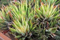 Clustered Aloe Succulent Plant Royalty Free Stock Photo