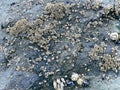 Clustered barnacles and shells are attached to a rough bluegray rock surface at low tide creating a textured pattern of marine Royalty Free Stock Photo