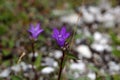Clustered Bellflower (Campanula glomerata) Royalty Free Stock Photo