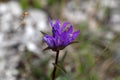 Clustered Bellflower (Campanula glomerata) Royalty Free Stock Photo