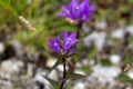 Clustered Bellflower (Campanula glomerata) Royalty Free Stock Photo