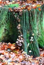 Clustered Bonnet mushrooms on old tree stump