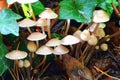 Clustered Bonnet mushrooms in woodland
