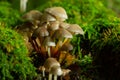 Clustered Bonnet Mycena inclinata growing on a mossy stump