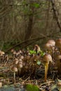 Clustered Bonnet Mycena inclinata growing on a mossy stump