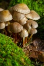 Clustered Bonnet Mycena inclinata growing on a mossy stump