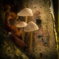 Clustered Bonnet toadstools grow from the trunk of a dying oak tree Royalty Free Stock Photo