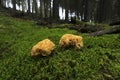 Ramaria botrytis mushroom in the coniferous forest in autumn season surrounded by green moss and forest. Royalty Free Stock Photo