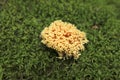 Ramaria botrytis mushroom in the coniferous forest in autumn season surrounded by green moss and forest. Royalty Free Stock Photo