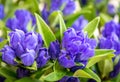 Clustered gentian - Gentiana triflora is a tall, flowering perennial plant