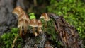 Clustered oak-stump bonnet Mushrooms - Mycena inclinata