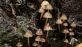 Clustered oak-stump bonnet Mushrooms - Mycena inclinata