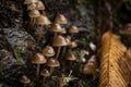 Clustered oak-stump bonnet Mushrooms - Mycena inclinata