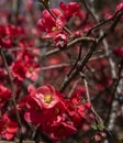 Clustered Red Blossoms from Tree in Sprng