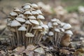 The Clustered Toughshank Gymnopus confluens is an edible mushroom Royalty Free Stock Photo