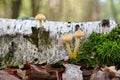 clustered woodlover or Hypholoma fasciculare in forest