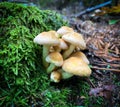 Clustered woodlover mushrooms growing on the base of a moss covered tree. Also known as Sulphur tuft and Hypholoma f Royalty Free Stock Photo
