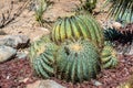 Clustering Barrel-Shaped Cactus Plant Royalty Free Stock Photo