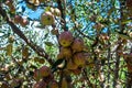 Clusters of apples adorning Kinnaur District orchids, Himachal Pradesh, India. Crisp orchard scene