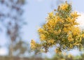 Clusters of Australian Grevillea flowers