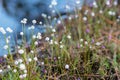 Clusters of beautiful white flowers in the meadow at Phu kradueng National Park. Famous tourist