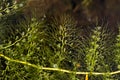 Clusters of bladders on leaves of bladderwort in New Hampshire. Royalty Free Stock Photo